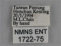 雅波灰蝶藏品圖，第3張