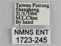 藍紋鋸眼蝶藏品圖，第3張