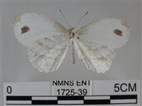 纖粉蝶、黑點粉蝶藏品圖，第2張