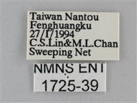 纖粉蝶、黑點粉蝶藏品圖，第3張