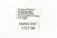 乳白斑燈蛾藏品圖，第3張