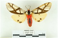 乳白斑燈蛾藏品圖，第1張