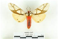 乳白斑燈蛾藏品圖，第1張