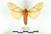 乳白斑燈蛾藏品圖，第2張