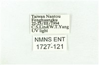 乳白斑燈蛾藏品圖，第3張