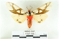 乳白斑燈蛾藏品圖，第1張