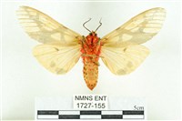 乳白斑燈蛾藏品圖，第2張