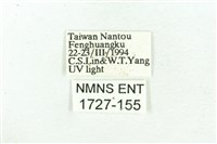 乳白斑燈蛾藏品圖，第3張