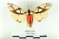 乳白斑燈蛾藏品圖，第1張