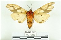 乳白斑燈蛾藏品圖，第2張