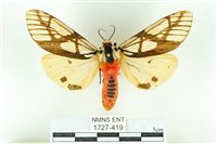 乳白斑燈蛾藏品圖，第1張