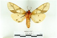 乳白斑燈蛾藏品圖，第2張