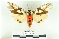 乳白斑燈蛾藏品圖，第1張