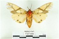 乳白斑燈蛾藏品圖，第2張