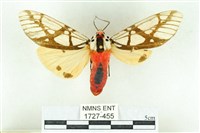 乳白斑燈蛾藏品圖，第1張