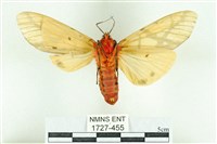 乳白斑燈蛾藏品圖，第2張