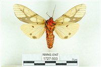 乳白斑燈蛾藏品圖，第2張