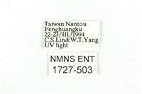 乳白斑燈蛾藏品圖，第3張