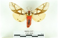 乳白斑燈蛾藏品圖，第1張