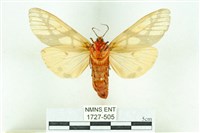 乳白斑燈蛾藏品圖，第2張