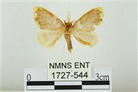 黑翅黃毒蛾藏品圖，第1張