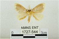 黑翅黃毒蛾藏品圖，第2張