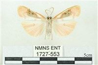 臺雪苔蛾藏品圖，第2張