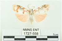 臺雪苔蛾藏品圖，第1張