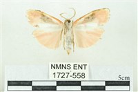 臺雪苔蛾藏品圖，第2張