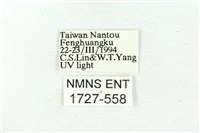 臺雪苔蛾藏品圖，第3張