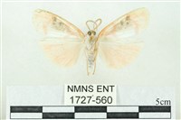 臺雪苔蛾藏品圖，第2張