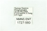 臺雪苔蛾藏品圖，第3張