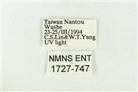 素木綠刺蛾藏品圖，第3張