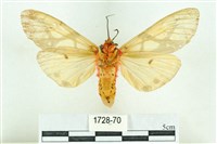 乳白斑燈蛾藏品圖，第2張