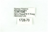 乳白斑燈蛾藏品圖，第3張