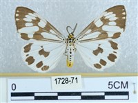 粉蝶燈蛾藏品圖，第1張