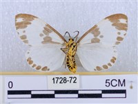 後凸蝶燈蛾藏品圖，第2張