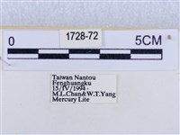 後凸蝶燈蛾藏品圖，第3張