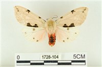 棍棒污燈蛾藏品圖，第1張