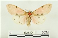 棍棒污燈蛾藏品圖，第2張