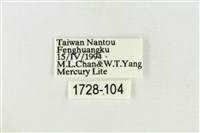 棍棒污燈蛾藏品圖，第3張