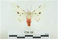 菊池污燈蛾藏品圖，第1張