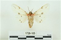 菊池污燈蛾藏品圖，第2張