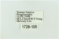 菊池污燈蛾藏品圖，第3張