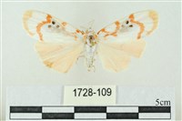 臺雪苔蛾藏品圖，第1張