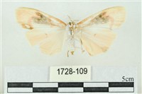 臺雪苔蛾藏品圖，第2張