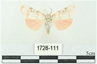 臺雪苔蛾藏品圖，第1張