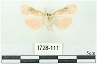 臺雪苔蛾藏品圖，第2張