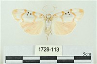 臺雪苔蛾藏品圖，第1張