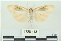 臺雪苔蛾藏品圖，第2張